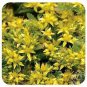 SEDUM RUSSIAN STONECROP Sedum Kamtschaticum - 300 Bulk Seeds Plantations