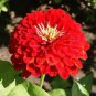 ZINNIA CHERRY QUEEN Zinnia Elegans - 1,100 Bulk Seeds Plantations