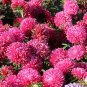 ASTER GREMLIN DARK ROSE DOUBLE Callistephus Chinensis - 200 Bulk Seeds Plantations