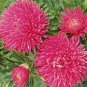ASTER GREMLIN DARK ROSE DOUBLE Callistephus Chinensis - 200 Bulk Seeds Plantations