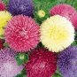 ASTER GREMLIN MIXED COLORS DOUBLE Callistephus Chinensis - 200 Bulk Seeds Plantations