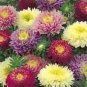 ASTER GREMLIN MIXED COLORS DOUBLE Callistephus Chinensis - 200 Bulk Seeds Plantations
