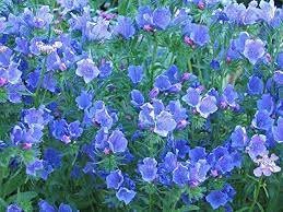 VIPER'S BUGLOSS BLUE BEDDER DWARF Echium Plantagineum - 250 Bulk Seeds Plantations