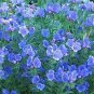 VIPER'S BUGLOSS BLUE BEDDER DWARF Echium Plantagineum - 250 Bulk Seeds Plantations