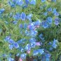 VIPER'S BUGLOSS BLUE BEDDER DWARF Echium Plantagineum - 250 Bulk Seeds Plantations