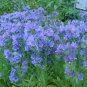 VIPER'S BUGLOSS BLUE BEDDER DWARF Echium Plantagineum - 250 Bulk Seeds Plantations