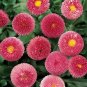 ENGLISH DAISY ROSE Bellis Perennis Super Enorma - 1,000 Bulk Seeds Plantations