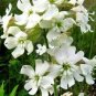 CATCHFLY NODDING WHITE SNOWDROP Silene Pendula - 1,000 Bulk Seeds Plantations