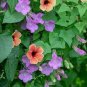 ASARINA CLIMBING SNAPDRAGON VIOLET Asarina Scandens - 100 Bulk Seeds Plantations