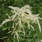 ARUNCUS WHITE Aruncus Dioicus - 1,000 Bulk Seeds Plantations