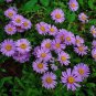 ASTER ALPINE BLUE Aster Alpinus - 500 Bulk Seeds Plantations