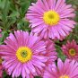 ASTER ALPINE PINK Aster Alpinus - 500 Bulk Seeds Plantations