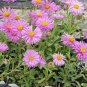 ASTER ALPINE PINK Aster Alpinus - 500 Bulk Seeds Plantations