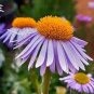 ASTER WARTBURG STAR Aster Tongolensis - 250 Bulk Seeds Plantations