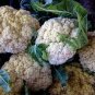 CAULIFLOWER SNOW BALL ORGANIC Brassica Oleracea - 100 Bulk Seeds Plantations