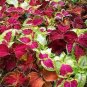 COLEUS RAINBOW MIX Solenostemon Scutellarioides - 1,000 Bulk Seeds Plantations