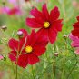 COSMOS DAZZLER Cosmos Bipinnatus - 500 Bulk Seeds Plantations