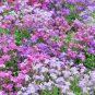 AUBRIETA ROCK CRESS ROYAL MIX Aubrieta Hybrida - 1,000 Bulk Seeds Plantations