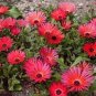 ICE PLANT GELATO BRIGHT RED Dorotheanthus Bellidiformis - 1,000 Bulk Seeds Plantations