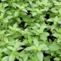 BASIL LEMON ORGANIC Ocimum Basilicum - 200 Bulk Seeds Plantations