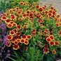 BLANKET FLOWER Gaillardia Aristata - 2,000 Bulk Seeds Plantations
