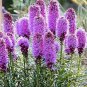 BLAZING STAR GAYFEATHER Liatris Spicata - 500 Bulk Seeds Plantations