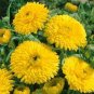 CALENDULA GOLDEN EMPEROR Calendula Officinalis - 200 Bulk Seeds Plantations