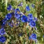 CALIFORNIA BLUEBELL Phacelia Campanularia - 2,000 Bulk Seeds Plantations