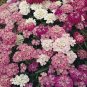 CANDYTUFT DWARF Iberis Umbellata - 5,000 Bulk Seeds Plantations
