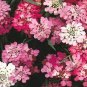 CANDYTUFT DWARF Iberis Umbellata - 5,000 Bulk Seeds Plantations