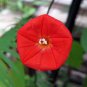 CARDINAL CLIMBER Ipomoea x Multifida - 200 Bulk Seeds Plantations