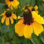 CONEFLOWER CLASPING Rudbeckia Amplexicaulis - 10,000 Bulk Seeds Plantations