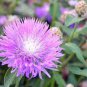 CORNFLOWER PERSIAN PERENNIAL Centaurea Dealbata - 200 Bulk Seeds Plantations
