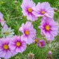 COSMOS DAYDREAM Cosmos Bipinnatus - 1,100 Bulk Seeds Plantations