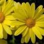 DAISY GARLAND Chrysanthemum Coronarium - 11,000 Bulk Seeds Plantations