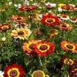 DAISY PAINTED Chrysanthemum Carinatum - 3,300 Bulk Seeds Plantations