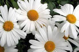 DAISY SHASTA Chrysanthemum Maximum - 5,500 Bulk Seeds Plantations