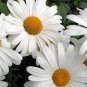 DAISY SHASTA Chrysanthemum Maximum - 5,500 Bulk Seeds Plantations