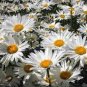 DAISY SHASTA Chrysanthemum Maximum - 5,500 Bulk Seeds Plantations