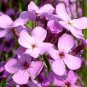 DAMES ROCKET Hesperis Matronalis - 11,000 Bulk Seeds Plantations