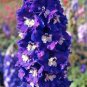 DELPHINIUM KING ARTHUR Delphinium Cultorum - 50 Bulk Seeds Plantations