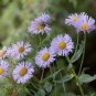 ERIGERON MACRANTHUS Erigeron Speciosus - 1,000 Bulk Seeds Plantations