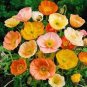 ICELAND POPPY Papaver Nudicaule - 22,000 Bulk Seeds Plantations
