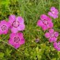 MAIDEN PINKS Dianthus Deltoides - 5,000 Bulk Seeds Plantations