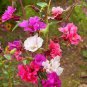 MOUNTAIN GARLAND Clarkia Unguiculata - 10,000 Bulk Seeds Plantations