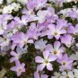 MOUNTAIN PHLOX Linanthus Grandiflorus - 10,000 Bulk Seeds Plantations