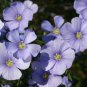 WILDFLOWER MIX CASCADE KALEIDOSCOPE - 1 Oz Bulk Seeds Plantations