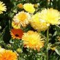 WILDFLOWER MIX CASCADE PERENNIAL - 1 Oz Bulk Seeds Plantations