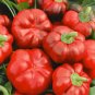 PEPPER PIMENTO ORGANIC Capsicum Annuum - 50 Bulk Seeds Plantations