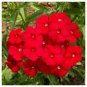 PHLOX RED Phlox Drummondii - 1,000 Bulk Seeds Plantations
